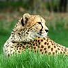 100px-leopardpic.jpg