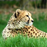 200px-leopardpic.jpg