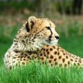 200px-leopardpic.jpg